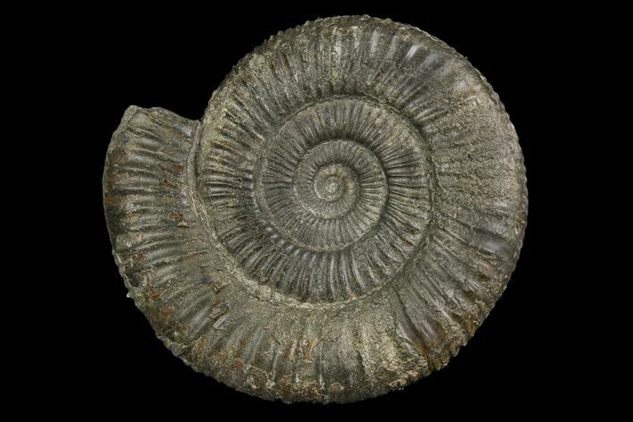 Ammonite (Dactylioceras) Fossil - England #174277